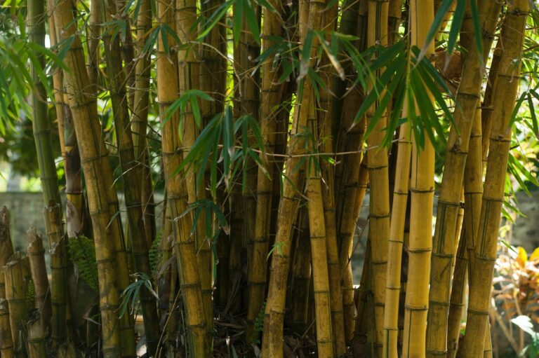 Restauracija poda od bambusa